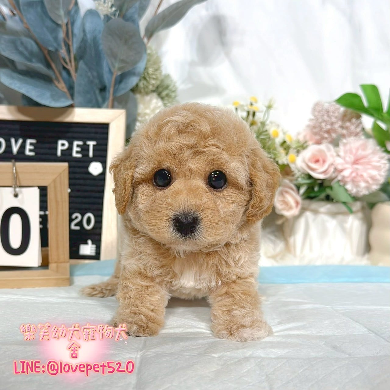 泰迪熊犬-樂芙幼犬寵物犬舍-台中犬舍,合法犬舍,犬舍推薦,推薦犬舍,買狗推薦,專業犬舍,優良犬舍