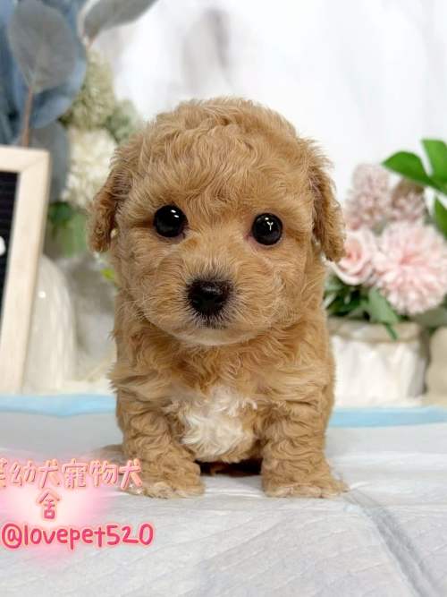 泰迪熊犬-樂芙幼犬寵物犬舍-台中犬舍,合法犬舍,犬舍推薦,推薦犬舍,買狗推薦,專業犬舍,優良犬舍