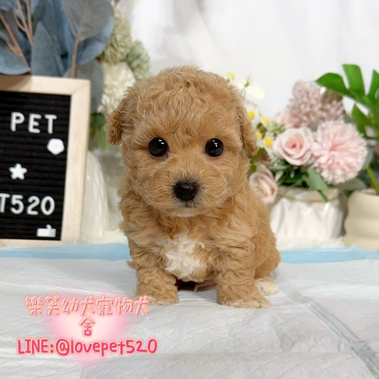 泰迪熊犬-樂芙幼犬寵物犬舍-台中犬舍,合法犬舍,犬舍推薦,推薦犬舍,買狗推薦,專業犬舍,優良犬舍
