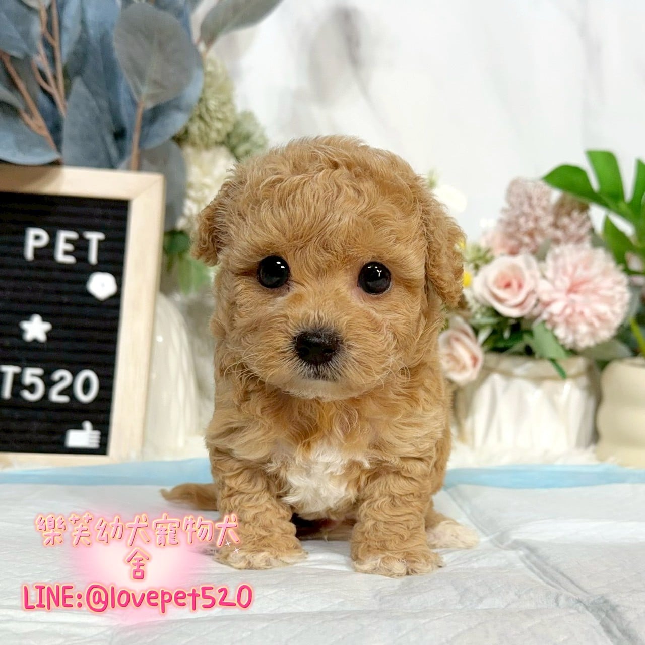 泰迪熊犬-樂芙幼犬寵物犬舍-台中犬舍,合法犬舍,犬舍推薦,推薦犬舍,買狗推薦,專業犬舍,優良犬舍