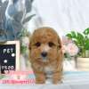 貴賓犬-樂芙幼犬寵物犬舍