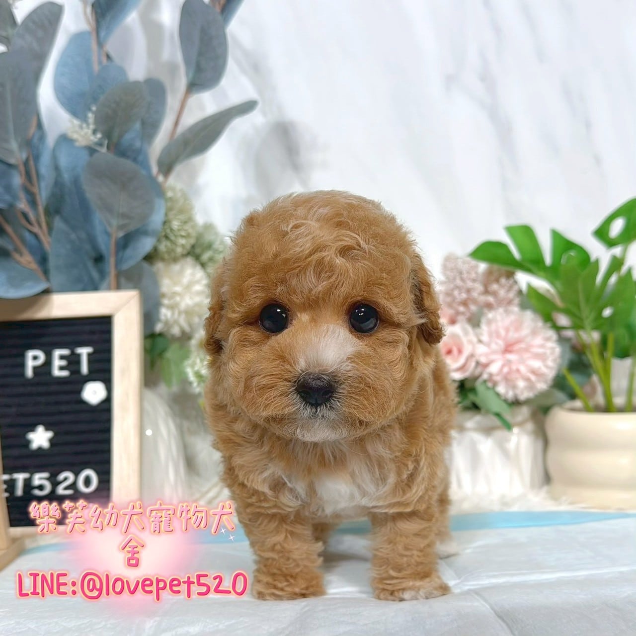貴賓犬-樂芙幼犬寵物犬舍