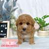 貴賓犬-樂芙幼犬寵物犬舍