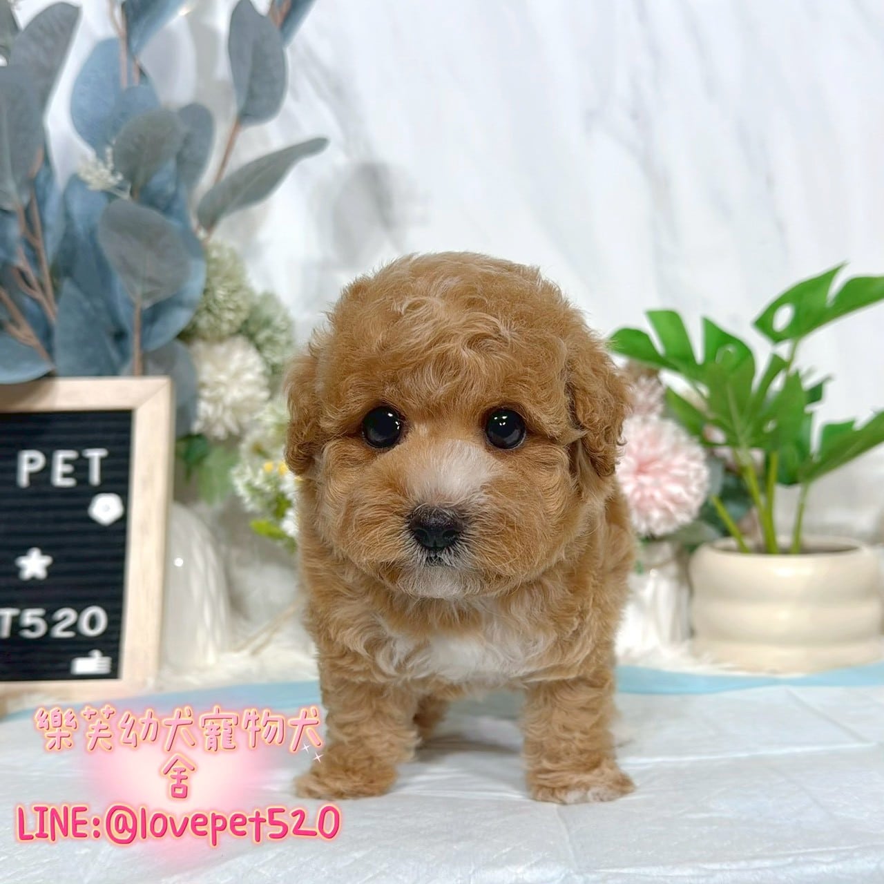 貴賓犬-樂芙幼犬寵物犬舍