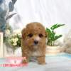 貴賓犬-樂芙幼犬寵物犬舍