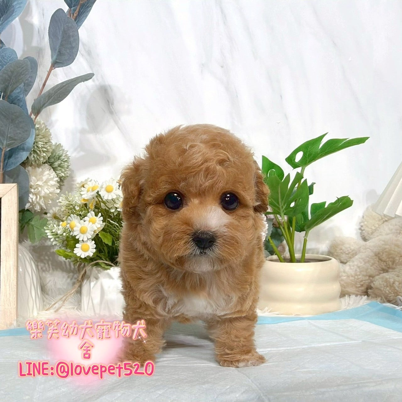 貴賓犬-樂芙幼犬寵物犬舍