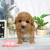 貴賓犬-樂芙幼犬寵物犬舍