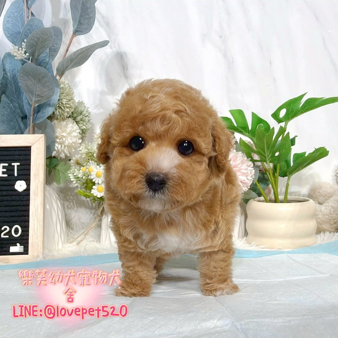 貴賓犬-樂芙幼犬寵物犬舍
