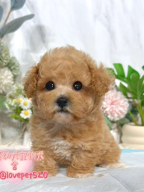 貴賓犬-樂芙幼犬寵物犬舍