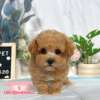 貴賓犬-樂芙幼犬寵物犬舍