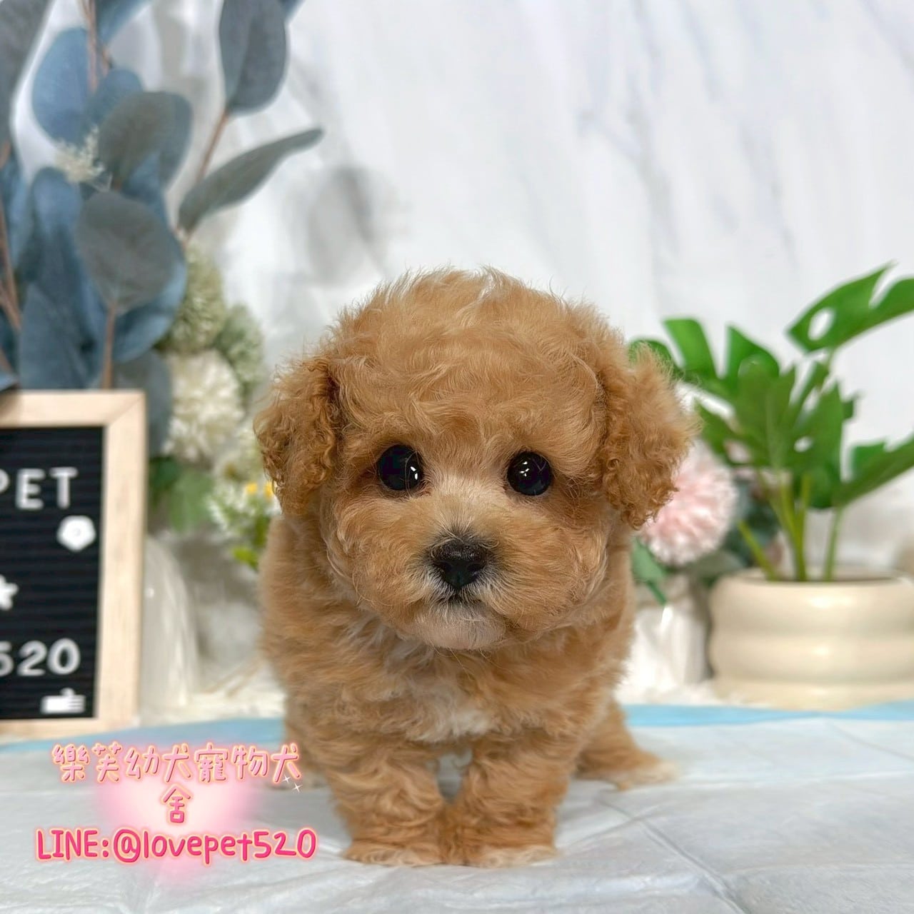 貴賓犬-樂芙幼犬寵物犬舍