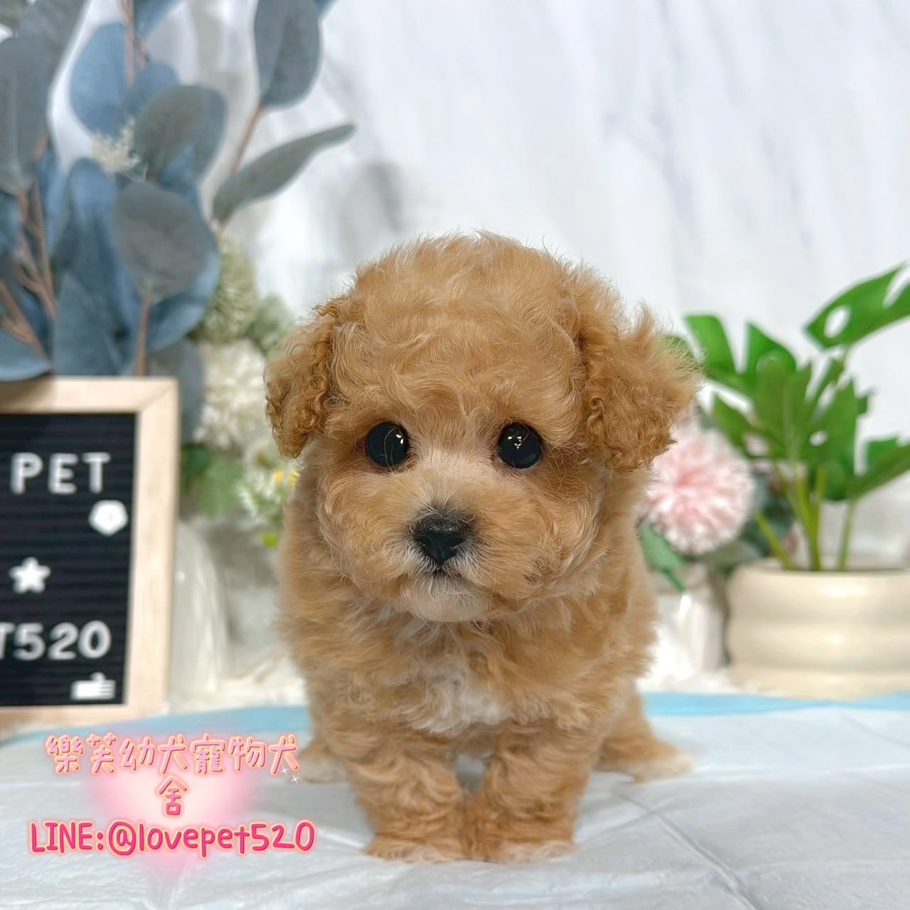 貴賓犬-樂芙幼犬寵物犬舍