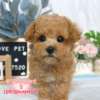 貴賓犬-樂芙幼犬寵物犬舍