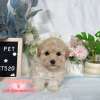 貴賓犬-樂芙幼犬寵物犬舍