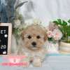 貴賓犬-樂芙幼犬寵物犬舍