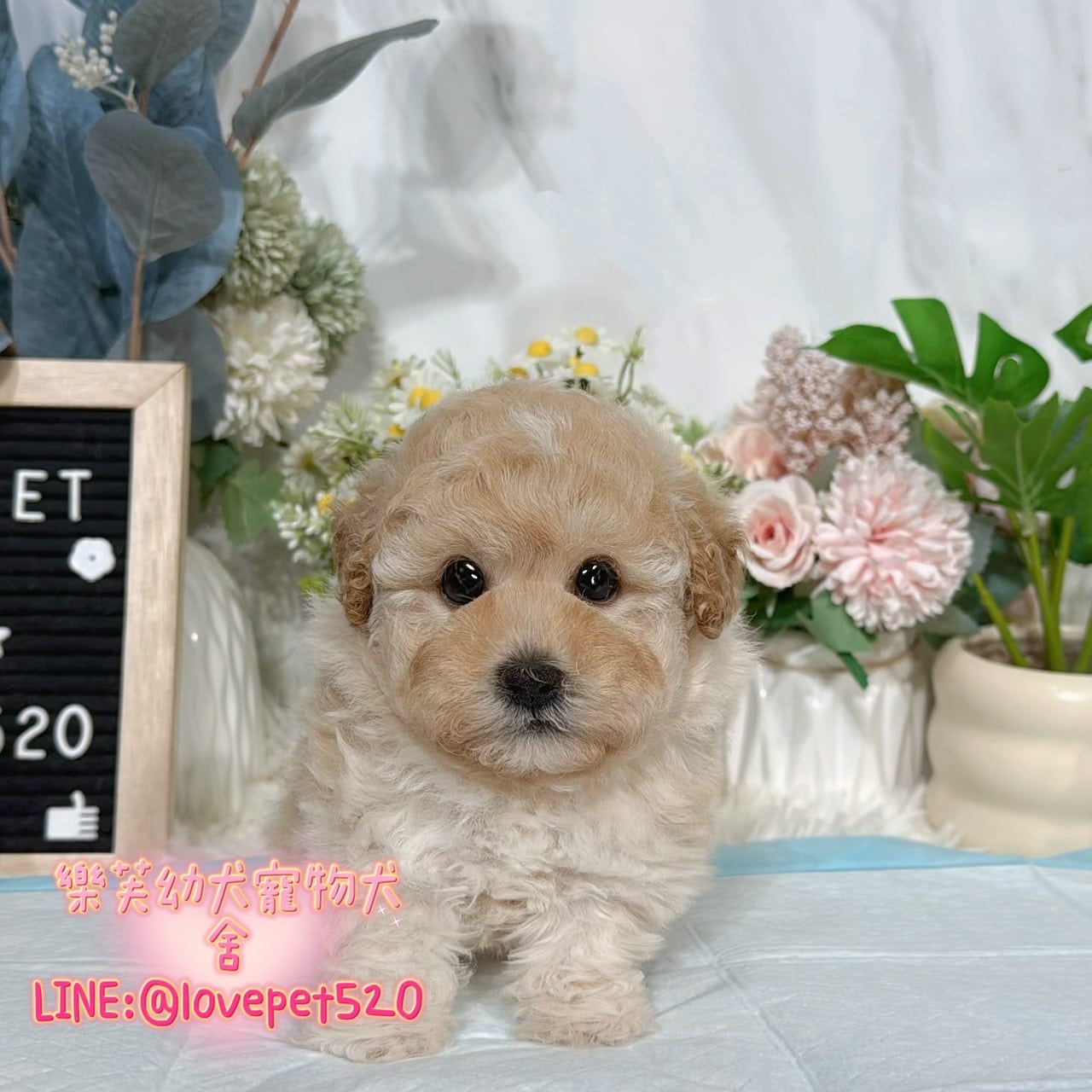 貴賓犬-樂芙幼犬寵物犬舍