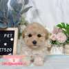 貴賓犬-樂芙幼犬寵物犬舍