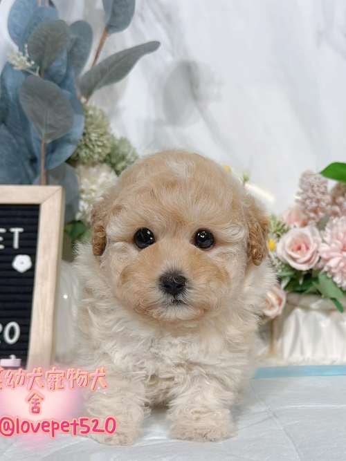 貴賓犬-樂芙幼犬寵物犬舍