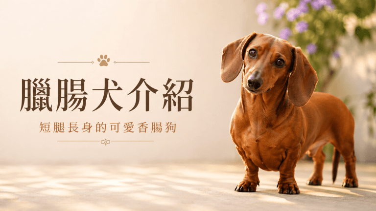 臘腸犬介紹：短腿長身的可愛香腸狗