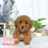 貴賓犬-樂芙幼犬寵物犬舍