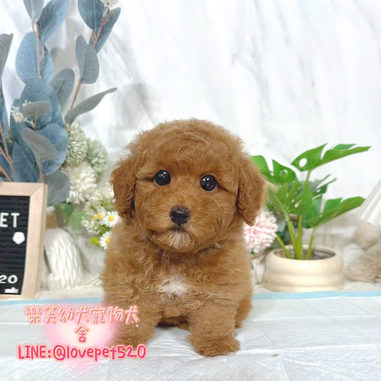 貴賓犬-樂芙幼犬寵物犬舍