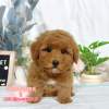貴賓犬-樂芙幼犬寵物犬舍