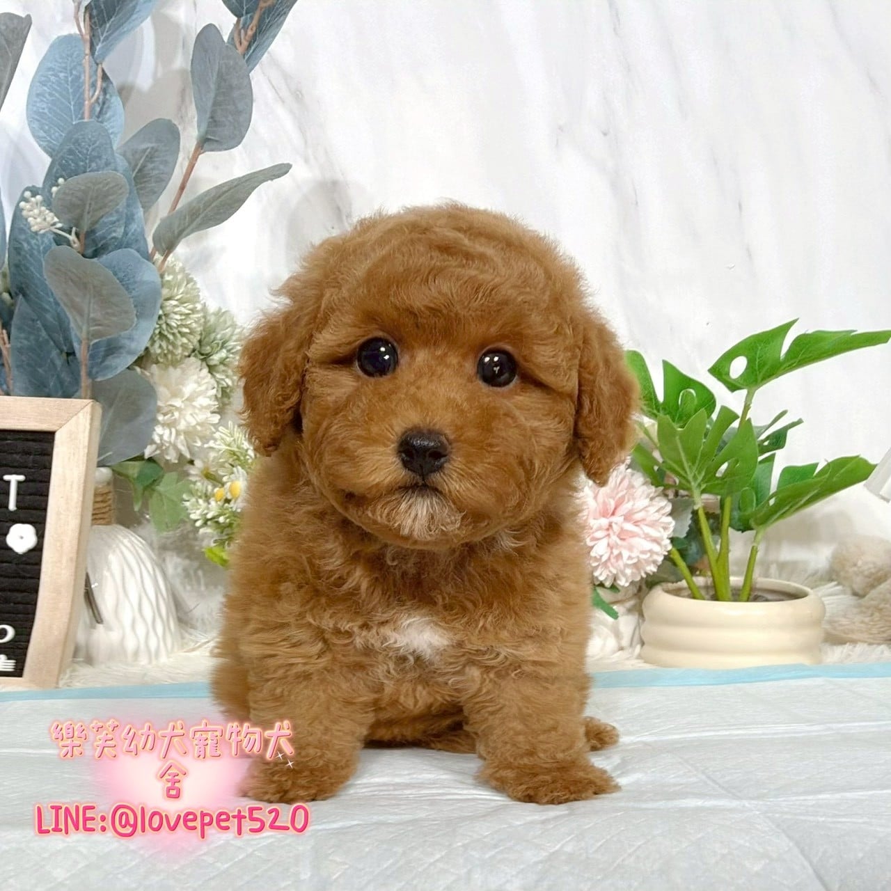 貴賓犬-樂芙幼犬寵物犬舍