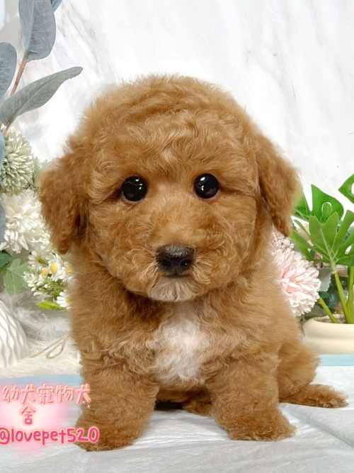 貴賓犬-樂芙幼犬寵物犬舍