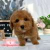 貴賓犬-樂芙幼犬寵物犬舍