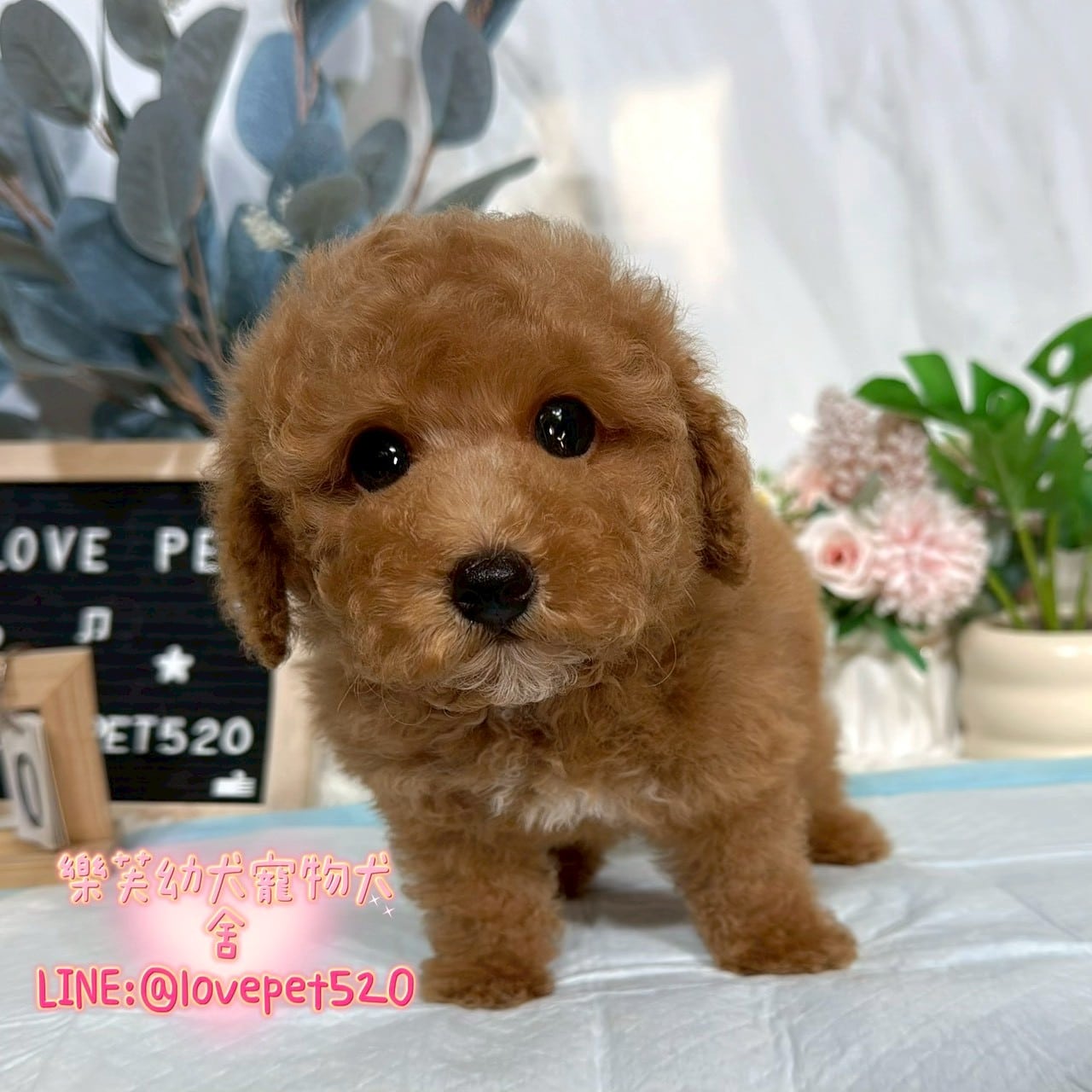 貴賓犬-樂芙幼犬寵物犬舍