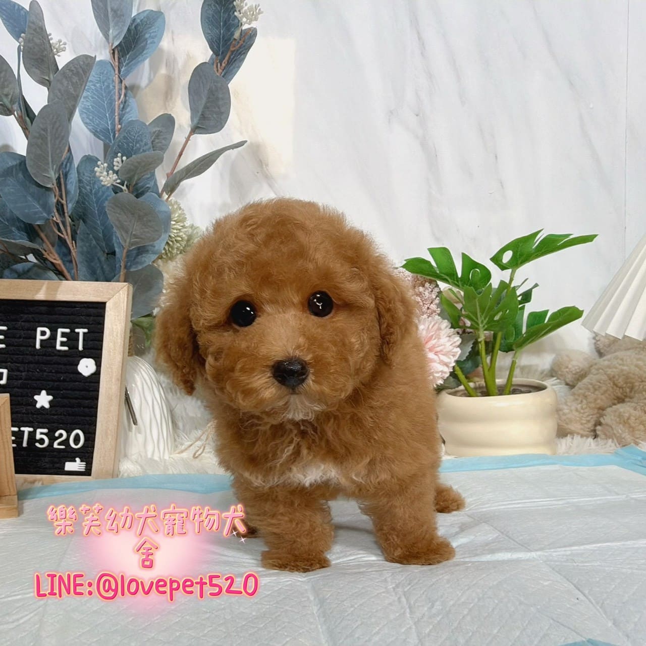 貴賓犬-樂芙幼犬寵物犬舍