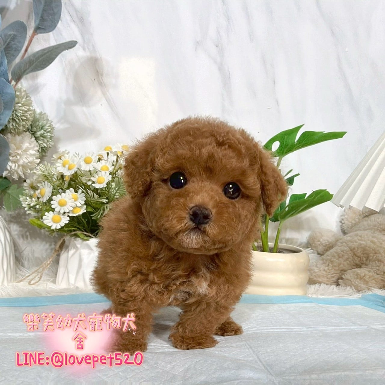 貴賓犬-樂芙幼犬寵物犬舍
