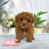 貴賓犬-樂芙幼犬寵物犬舍
