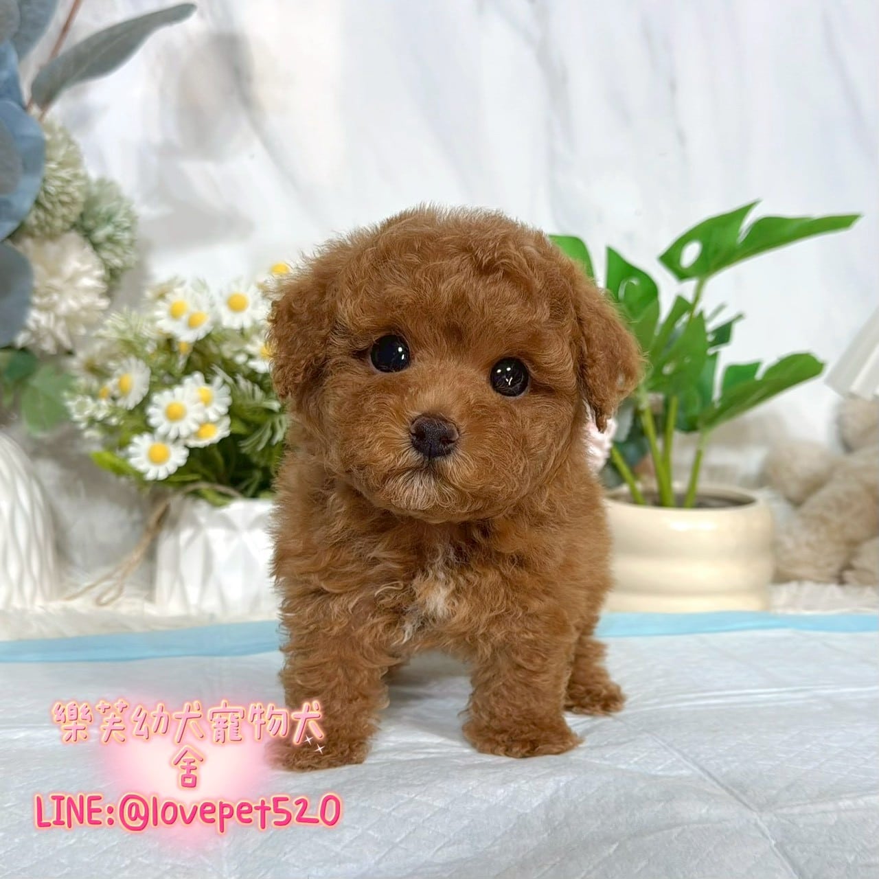 貴賓犬-樂芙幼犬寵物犬舍