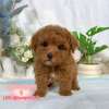 貴賓犬-樂芙幼犬寵物犬舍