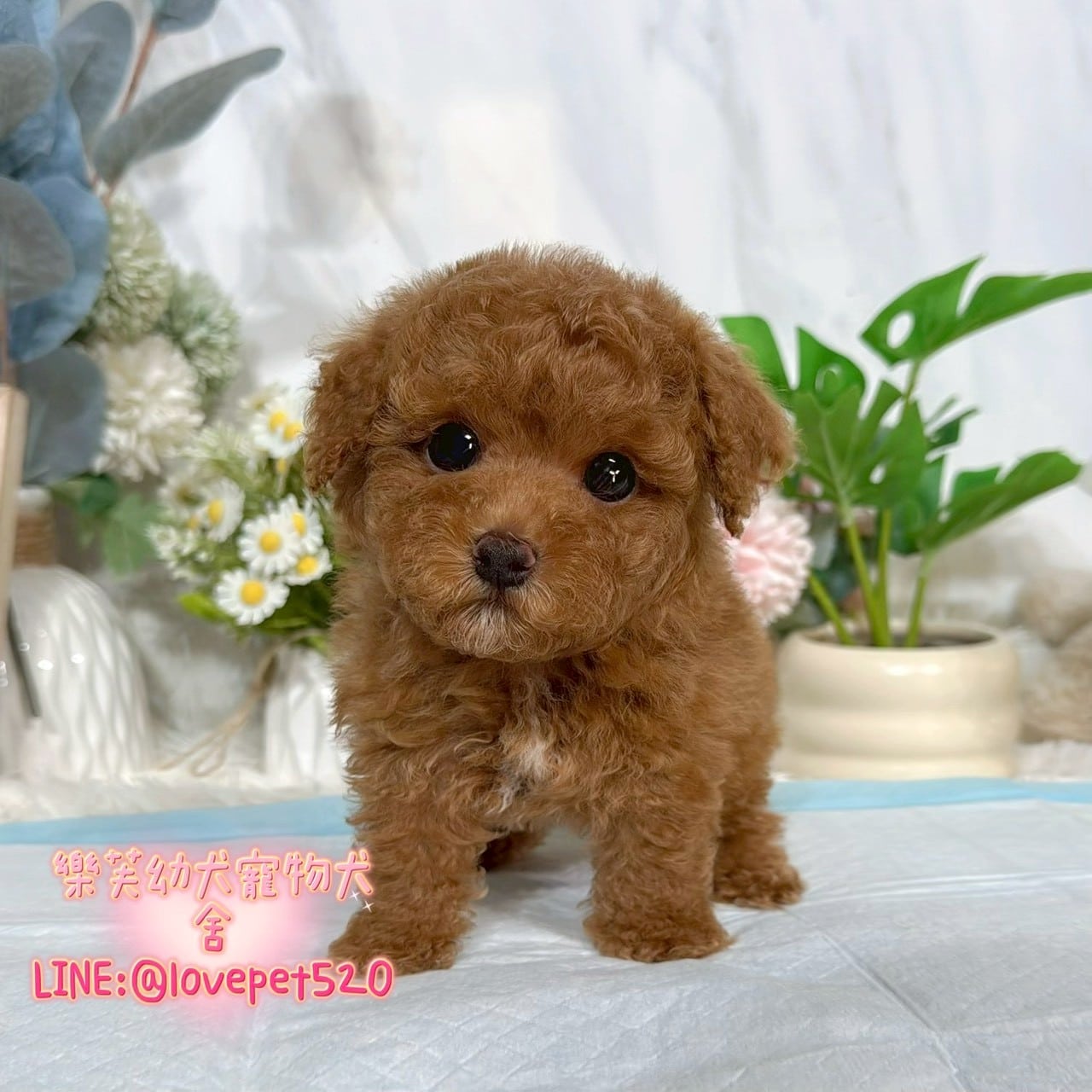 貴賓犬-樂芙幼犬寵物犬舍