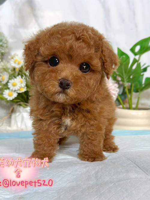 貴賓犬-樂芙幼犬寵物犬舍