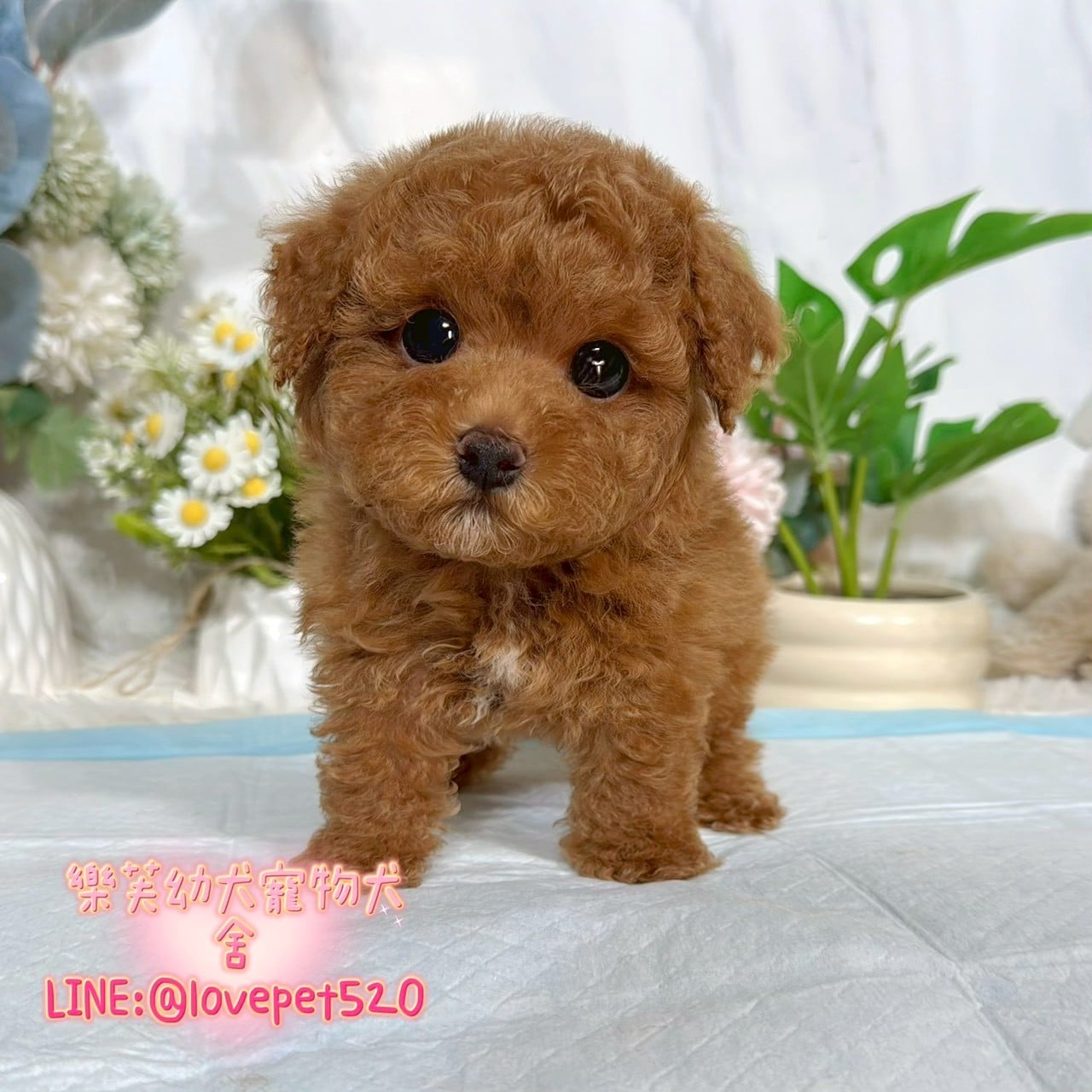 貴賓犬-樂芙幼犬寵物犬舍