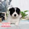 邊境牧羊犬-樂芙幼犬寵物犬舍