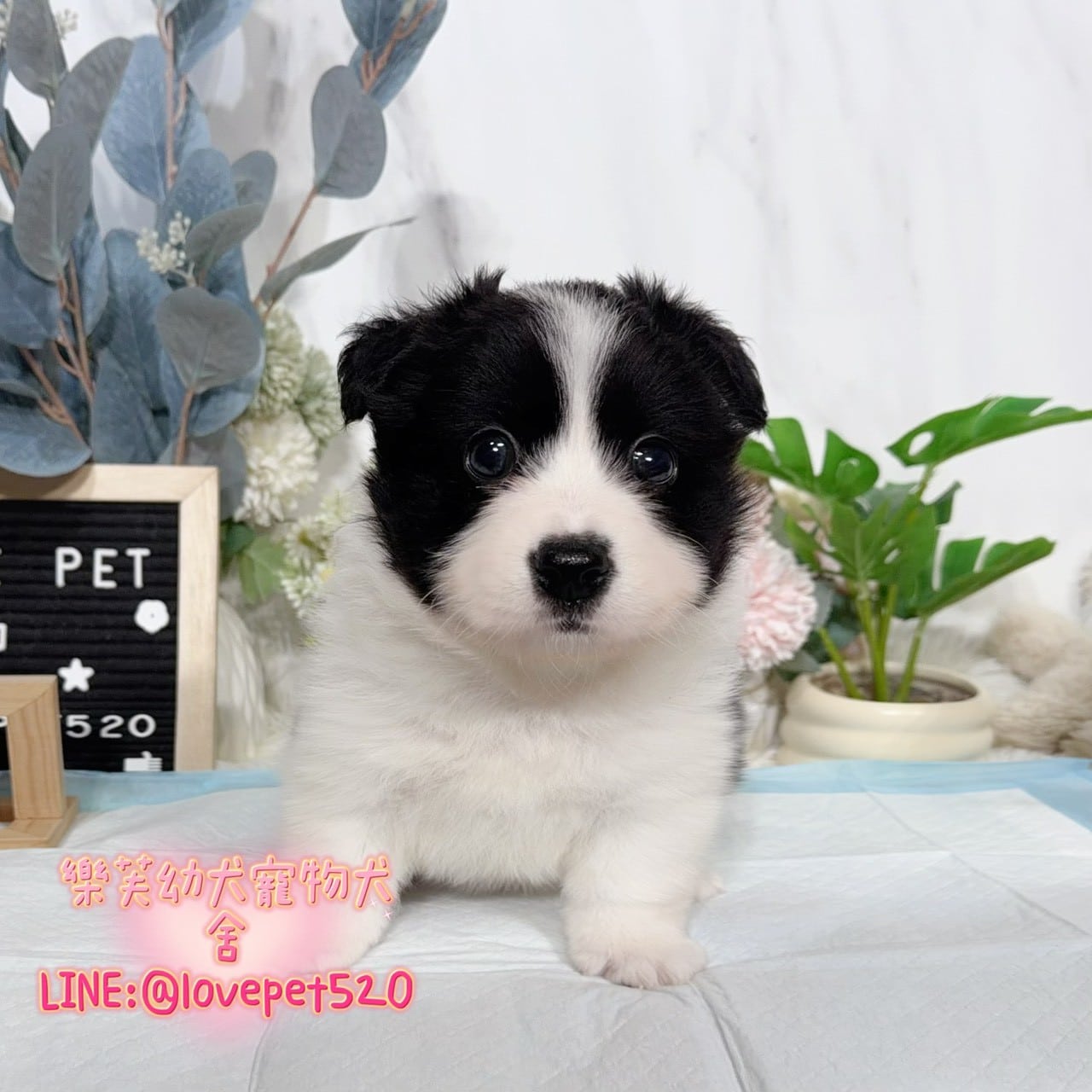 邊境牧羊犬-樂芙幼犬寵物犬舍