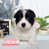 邊境牧羊犬-樂芙幼犬寵物犬舍