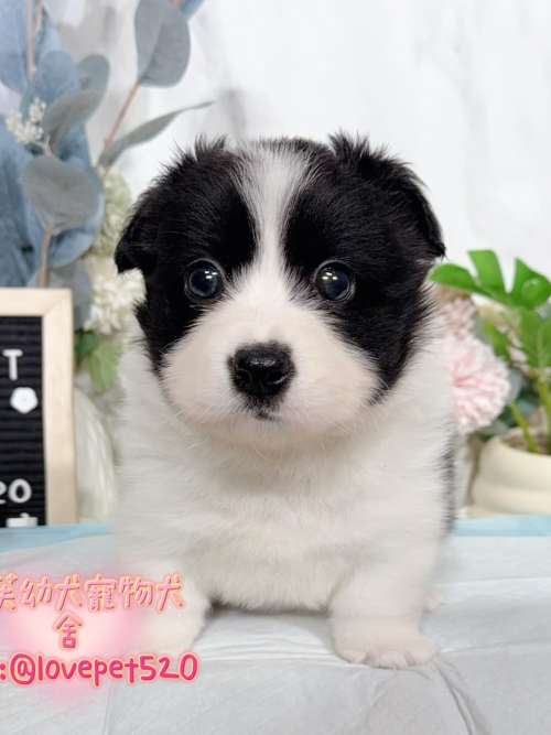 邊境牧羊犬-樂芙幼犬寵物犬舍