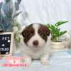 邊境牧羊犬-樂芙幼犬寵物犬舍