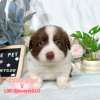邊境牧羊犬-樂芙幼犬寵物犬舍