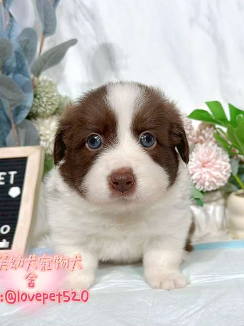 邊境牧羊犬-樂芙幼犬寵物犬舍