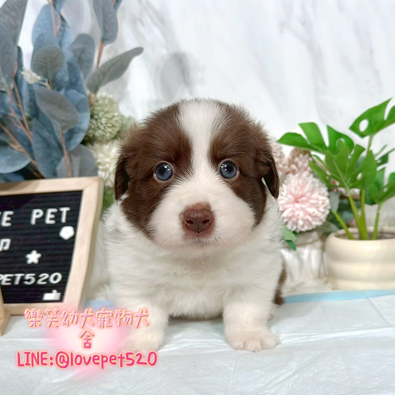 邊境牧羊犬-樂芙幼犬寵物犬舍