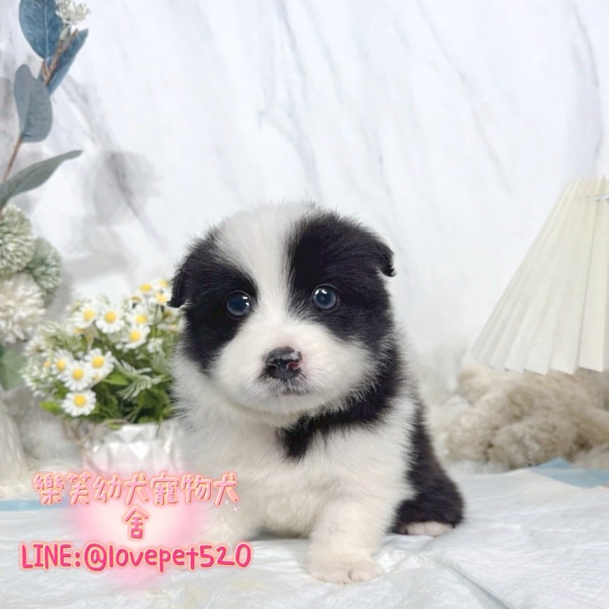 邊境牧羊犬-樂芙幼犬寵物犬舍
