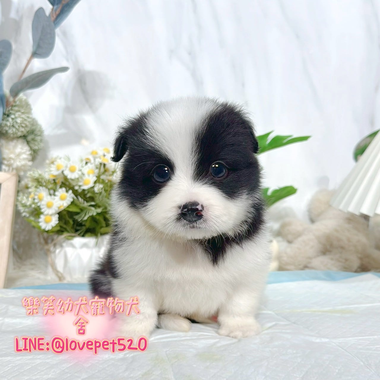 邊境牧羊犬-樂芙幼犬寵物犬舍
