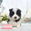 邊境牧羊犬-樂芙幼犬寵物犬舍