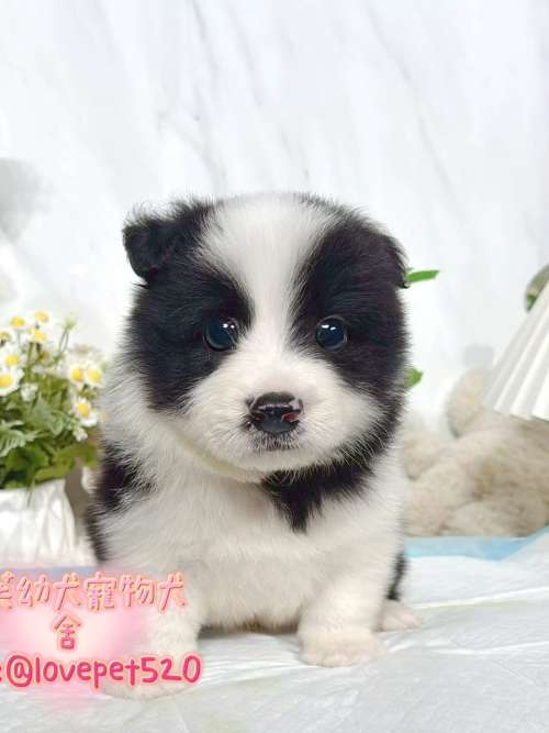 邊境牧羊犬-樂芙幼犬寵物犬舍